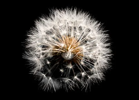 Dandelion on black 스톡 사진