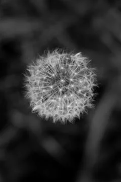 Dandelion black & white macro photo Stock Photos