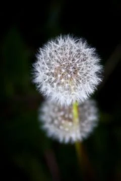 Dandelion in Bloom - Close-up Foto stock