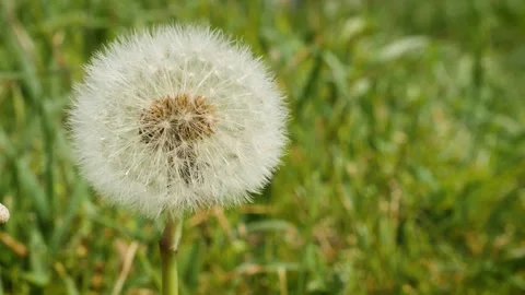 Dandelion bloom. Close up. Wild herbs Stock Footage 153054143