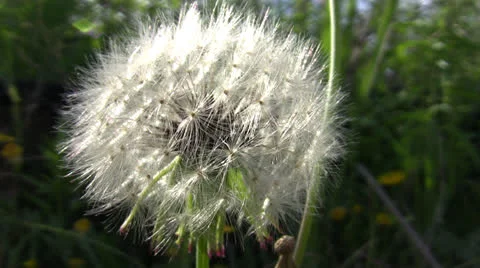 Dandelion In Bloom Stock Footage 25875163