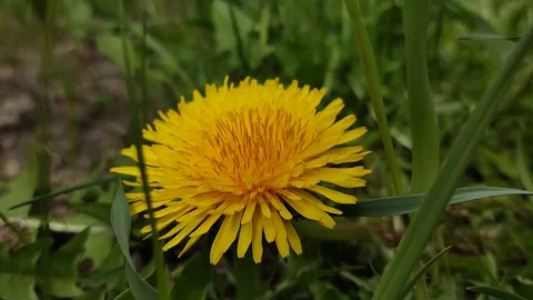 Dandelion in bloom Stock Footage 238822138