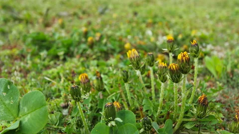 Dandelion Bloom Stock Footage 327545443
