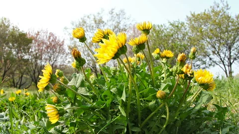 Dandelion Bloom Stock Footage 327545924