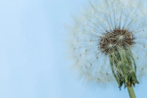 Dandelion bloom Stock Photos