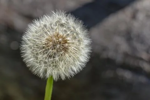 Dandelion Bloom Stock Photos