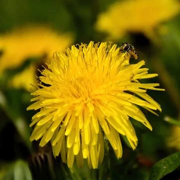 Dandelion in bloom. 库存照片