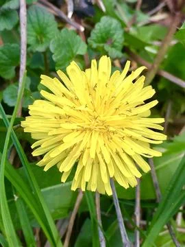 Dandelion Bloom Stock Photos