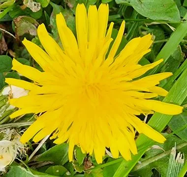 Dandelion in Bloom Stock Photos