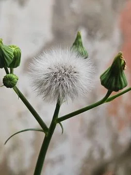 Dandelion in bloom with side buds Stock Photos