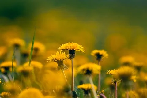 Dandelion bloomed on a spring meadow in a great light (Taraxacum) Stock Photos