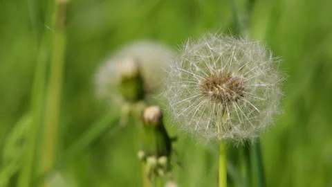 Dandelion blooming Stock Footage 90783985