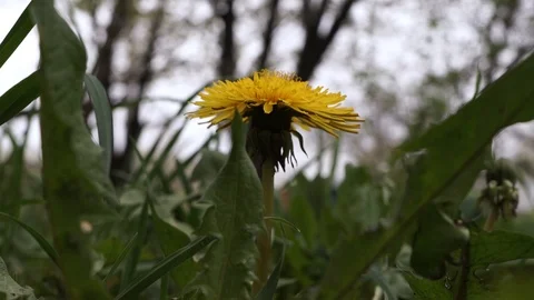 The dandelion is blooming Stock Footage 114630845