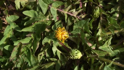 Dandelion Blooming in Slow Motion Stock Footage 332497595