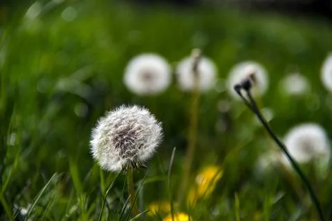 Dandelion blooming in spring Stock Photos