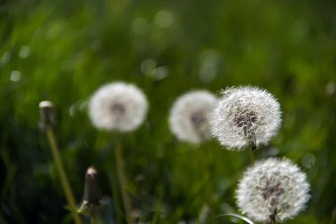 Dandelion blooming in spring Stock Photos