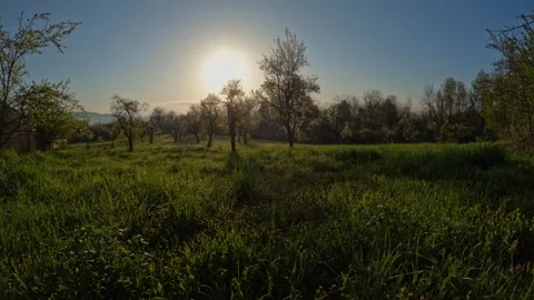 Dandelion Blooming Time Lapse in Spring Orchard Meadow From Dawn to Noon Stock Footage 341416613