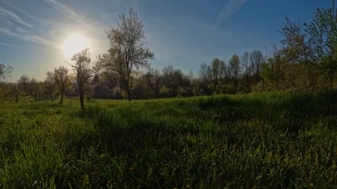 Dandelion Blooming Time Lapse in Spring Orchard Meadow From Dawn to Noon Stock Footage 341416640