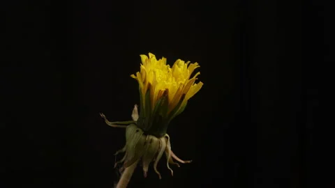 Dandelion is blooming. timelapse 4K. Stock Footage 131009261