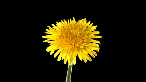 Dandelion blooms on a black background. Time lapse. Video stock 76536669