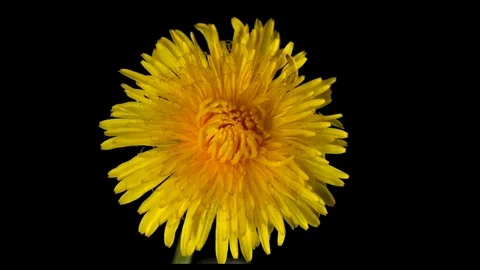 Dandelion blooms on a black background. Time lapse. Video stock 76978410