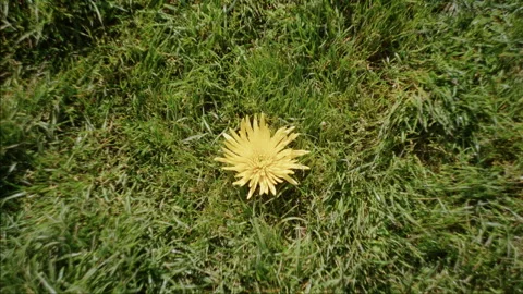Dandelion Blooms Centered In Dappled Grass Stock Footage 342217826