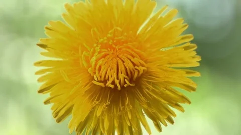 Dandelion blooms in time lapse on a clearing on a sunny day. Video stock 76978393