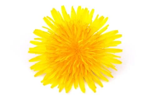 Dandelion blossom Stock Photos