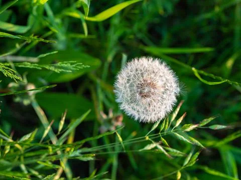 Dandelion blossom Stock Photos