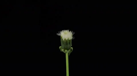 Dandelion Blossoms 4k Stock Footage 50715961