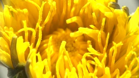 Dandelion blossoms in time-lapse close up. Video stock 75604464