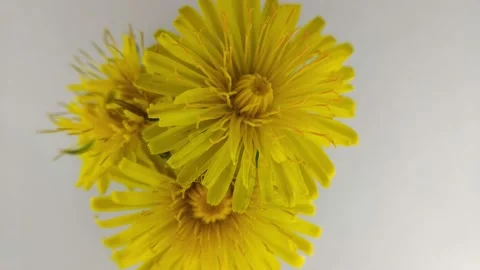 Dandelion Blossoms In Time-Lapse Close Up Stock Footage 153044909