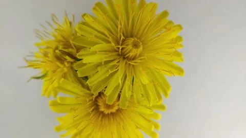 Dandelion Blossoms In Time-Lapse Close Up Stock Footage 153044925