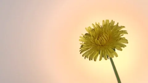 Dandelion blossoms in time lapse. Video stock 76978419