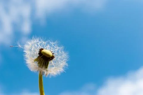 A dandelion blow ball in front of the blue cloudy sky in summer Stock Photos