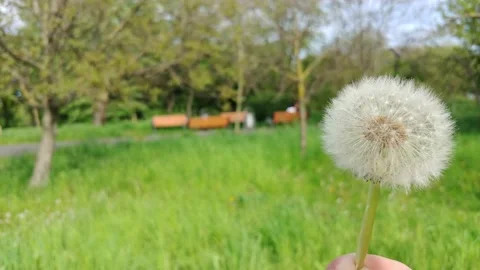 Dandelion Blow Seeds Flying. Stockbeeldmateriaal 155281977