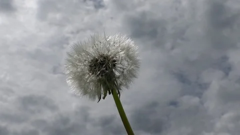 Dandelion (blowball) beneath a cloudy sky, close up, moving in the wind Stock Footage 76773944