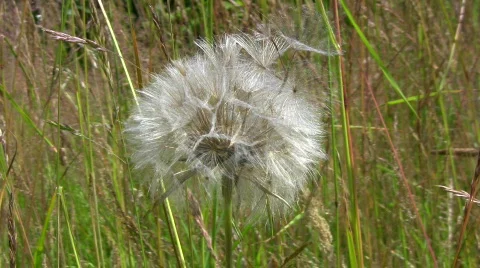 Dandelion blowball Видео 474008