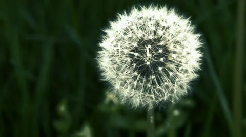 Dandelion, blowball Stock Footage 38363761