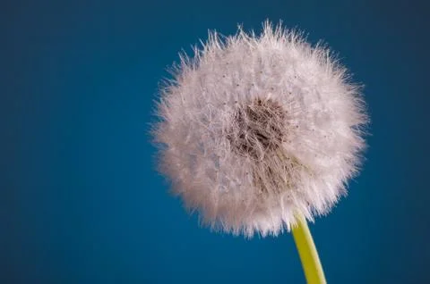 Dandelion blowball Foto stock