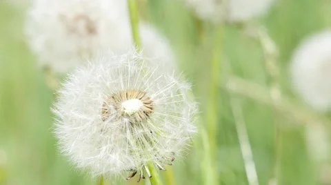 Dandelion blowballs Stock Footage 49719938