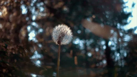 Dandelion blowing away across Видео 100220017