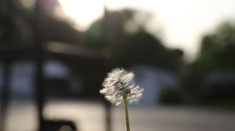 Dandelion blowing away Stock Footage 40819919