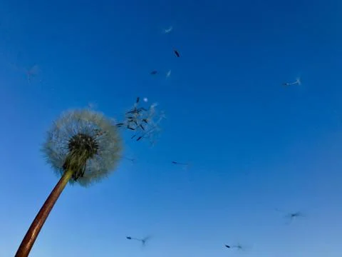 Dandelion blowing away Stock Photos