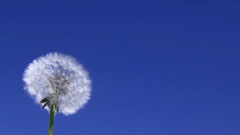 Dandelion blowing away with seeds across a clear blue sky Stock Footage