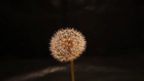 Dandelion blowing on black background. White dandelion blossom gets blown away Stock Footage 162753901