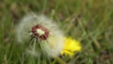 Dandelion Blowing Closeup Stock Footage 75447759