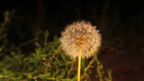 Dandelion blowing on dark background at night Dandelions blossom gets blown Stock Footage 163116459