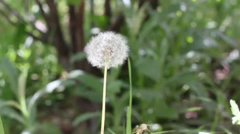 Dandelion Blowing Vídeos de archivo 23049309