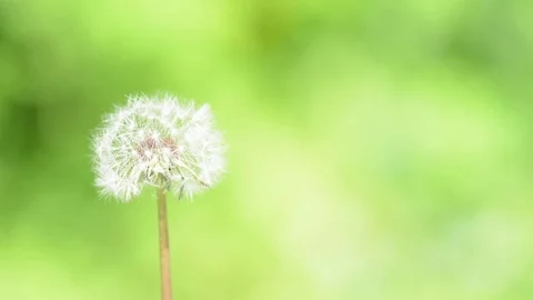 Dandelion blowing Video stock 75360604